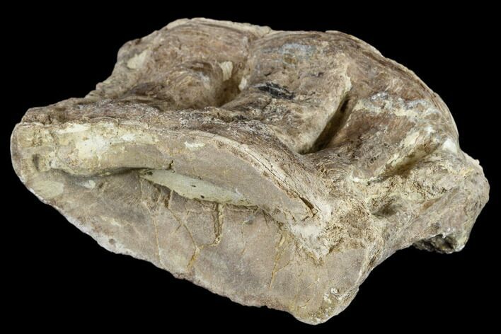 Cretaceous Fossil Fish (Xiphactinus) Vertebra - Kansas #113023